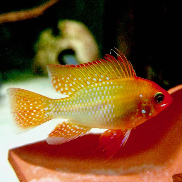 Apist.ramirezi   Antennebaars goud 3 cm.
